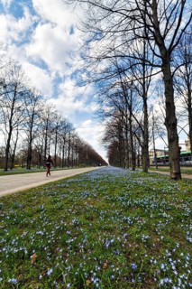 Blue stars, Scilla, walkers in the Herrenhäuser Allee, Georgengarten, Herrenhäuser Gärten,