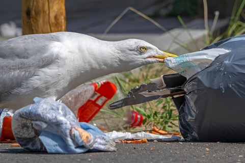 Bird nuisance by herring gull tearing up rubbish bag and feeding on trash, household refuse and