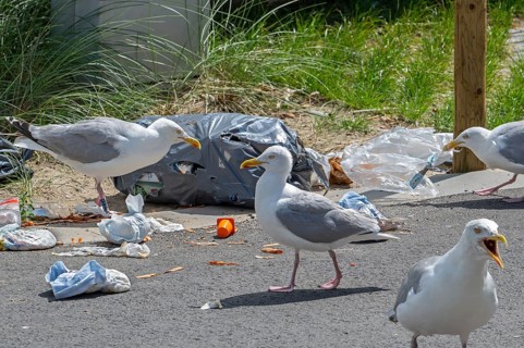 Bird nuisance by herring gulls tearing up rubbish bag and feeding on trash, household refuse and