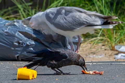 Bird nuisance by jackdaw and herring gull tearing up rubbish bag and feeding on trash, household
