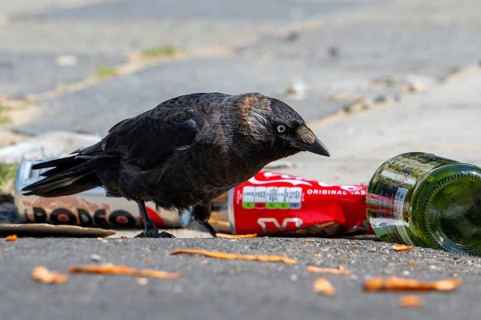 Western jackdaw (Coloeus monedula) looking for food among trash, discarded bottles and cans left on