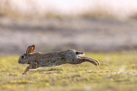 European rabbit, common rabbit (Oryctolagus cuniculus) running through wet grass in the dunes at