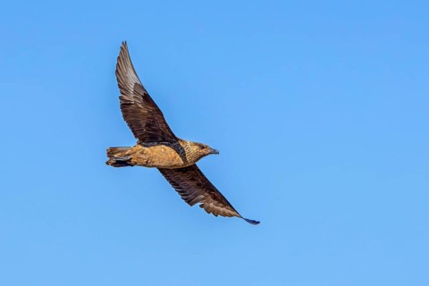 Great skua (Stercorarius skua) in flight soaring against blue sky in summer