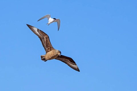 Great skua (Stercorarius skua) and tern in flight soaring against blue sky in summer