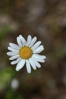 Daisy (Leucanthemum vulgare), flower in a meadow, close-up, macro, Wilnsdorf, North Rhine.