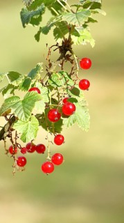 Redcurrant (Ribes rubrum), ripe berries on a bush in a garden, Wilnsdorf, North Rhine-Westphalia,