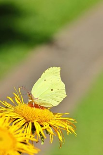 Lemon butterfly (Gonepteryx rhamny) on a yellow flower of a Great Telekie (Telekia speciosa),