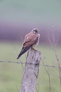 Kestrel (Falco tinnunculus), on a pasture fence post, Bieslicher Insel, Lower Rhine, North