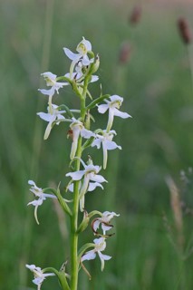 Greater butterfly-orchid (Platanthera chloranta), Orchid of the Year 2025, in a meadow, Wilnsdorf,