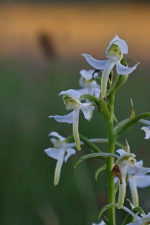Greater butterfly-orchid (Platanthera chloranta), Orchid of the Year 2025, in the evening light in