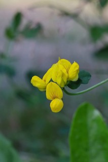 Bird's-foot Trefoil, Bird's-foot Trefoil (Lotus corniculatus), yellow flower in a meadow,