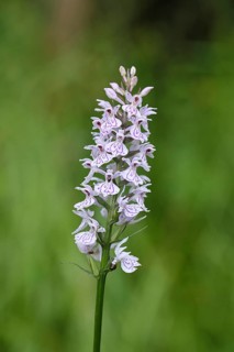 Moorland spotted orchid (Dactylorhiza maculata), inflorescence, close-up, Wilnsdorf, North