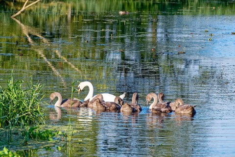 A swan with young on the River Trave in Brenner Moor. The Brenner Moor is a salt marsh, FFH area,