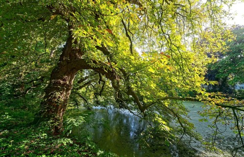A gnarled tree, an old chestnut tree by a pond in Brenner Moor, . The Brenner Moor is a salt moor,