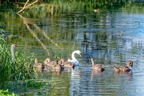 Two swans with young on the River Trave in Brenner Moor. The Brenner Moor is a salt marsh, FFH