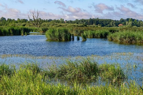 Water surface of the Trave in the Brenner Moor. The Brenner Moor is a salt moor, FFH area, in the