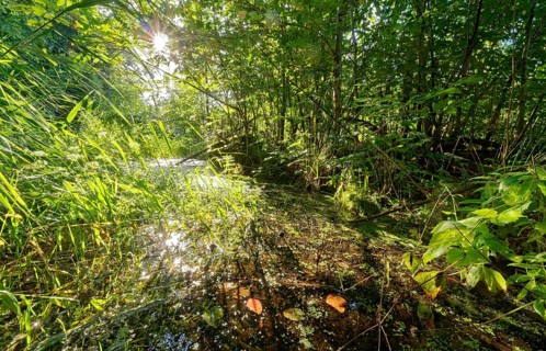 Moat and vegetation in the Brenner Moor. The Brenner Moor is a salt moor, FFH area, in the
