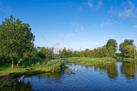 Resting place and a swan with young on the River Trave in Brenner Moor. The Brenner Moor is a salt