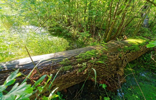 A decayed tree trunk overgrown with moss above a ditch in the Brenner Moor. The Brenner Moor is a