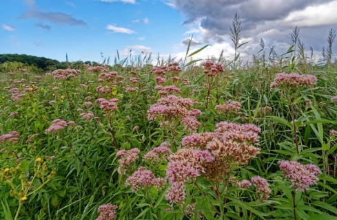 Purple-flowering water eupatorium (Eupatorium cannabinum), also known as Kunigkraut, in the Brenner