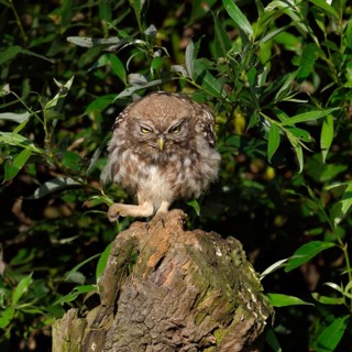 Here I am the boss... Little owl (Athene noctua), owl clenches its fist and bangs on the table,