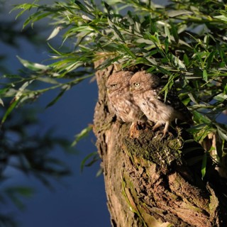 Siblings... Little owls (Athene noctua), young birds, branchlings exploring in the early morning