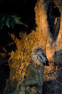 In the first light... Little owl (Athene noctua), still relatively young owl sits at sunrise near