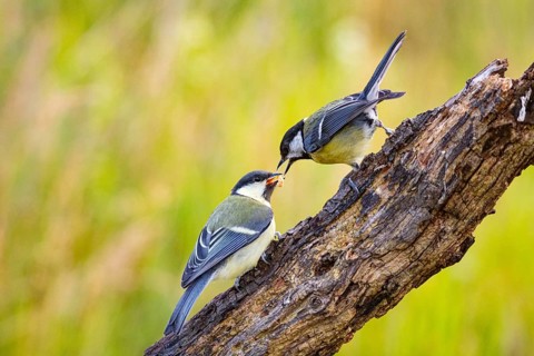 Great tit (Parus major) adult bird feeds young Germany