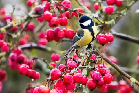 A great tit (Parus major) on a branch full of red berries, caught in a lively autumn scene, Hesse,