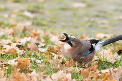 Eurasian Jay (Garrulus glandarius) in a meadow with autumn leaves holding an acorn in its beak,