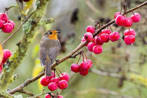A robin (Erithacus rubecula) sits on a branch laden with red berries, surrounded by an autumnal