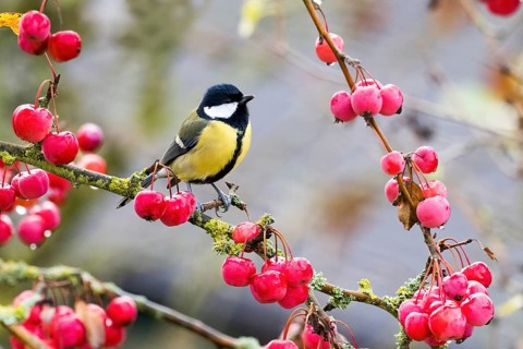 A great tit (Parus major) sits on a branch covered with red berries in an autumnal setting, Hesse,