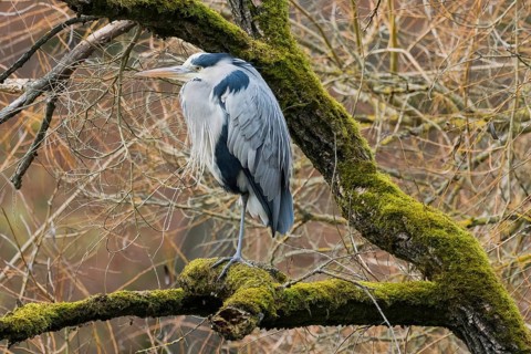 A gray heron (Ardea cinerea) sits on a mossy branch against a tangled background, Hesse, Germany