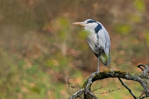 A gray heron (Ardea cinerea) stands on a bare branch covered with moss and lichens in natural