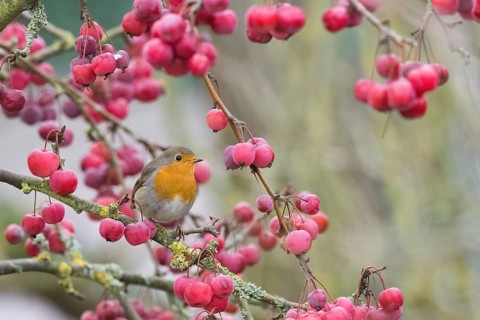 A robin (Erithacus rubecula) sits among bright red berries on a branch in natural surroundings,