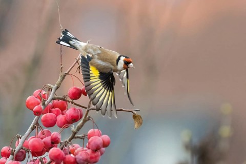 Departure of a goldfinch (Carduelis carduelis) from a branch with bright red berries, Hesse,