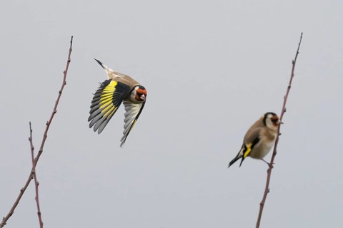 A goldfinch (Carduelis carduelis) flies next to a seated bird between sparse branches against a