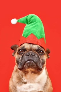 French Bulldog dog dressed up with Christmas elf costume hat in front of red background