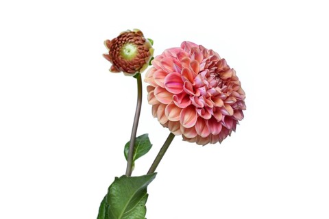 Peach colored Ball Dahlia flower in full bloom on white background