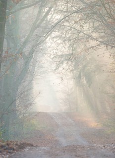 Light-flooded forest trail, fascinating rays of light, peaceful, mood, fog, glows, morning haze,