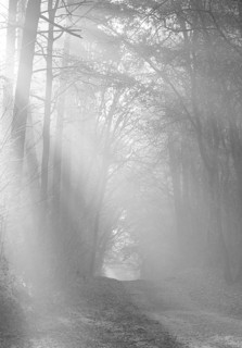 Misty forest trail in black and white, silence of a mystical landscape, light-flooded forest, path,