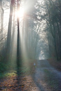 A light-flooded forest trail, fascinating rays of light, peaceful, atmosphere, fog, glows, morning