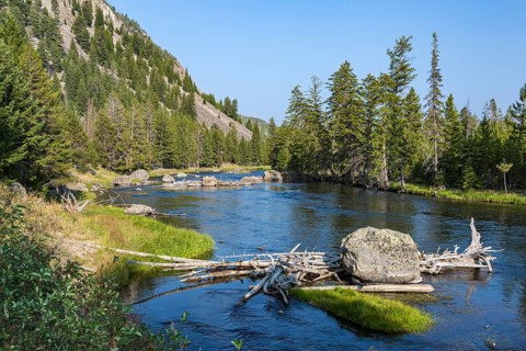 180823_111 Log jam on the Madison River flowing through pine trees along Hwy 191 near the west gate