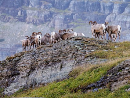 240905_157-E Bighorn Sheep (Ovis canadensis) on a ridge along the Hidden Lake Trail from the Logan