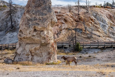 240914_033 Female elk roaming past the Liberty Cap rock formation in the Mammoth Hot Springs area