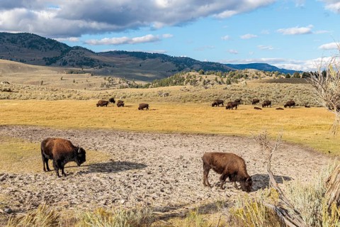 240913_221 American Bison (Bison bison) roaming the open range in Lamar Valley at Yellowstone