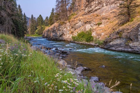 180819_096 Madison River flowing through pine trees along Hwy 191 near the west gate of Yellowstone