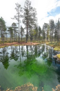 Emerald green spring water reflects autumn trees. Frog spring in the moor, wetland in Arvidsjaur,