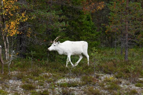 White reindeer on the edge of a forest in Sweden Lapland in autumn