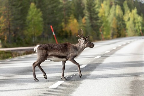 Reindeer elegantly crosses the road in northern Sweden in autumn